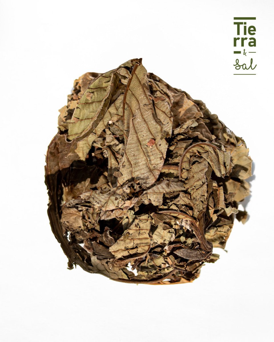 Guarumbo - Tierra y Sal