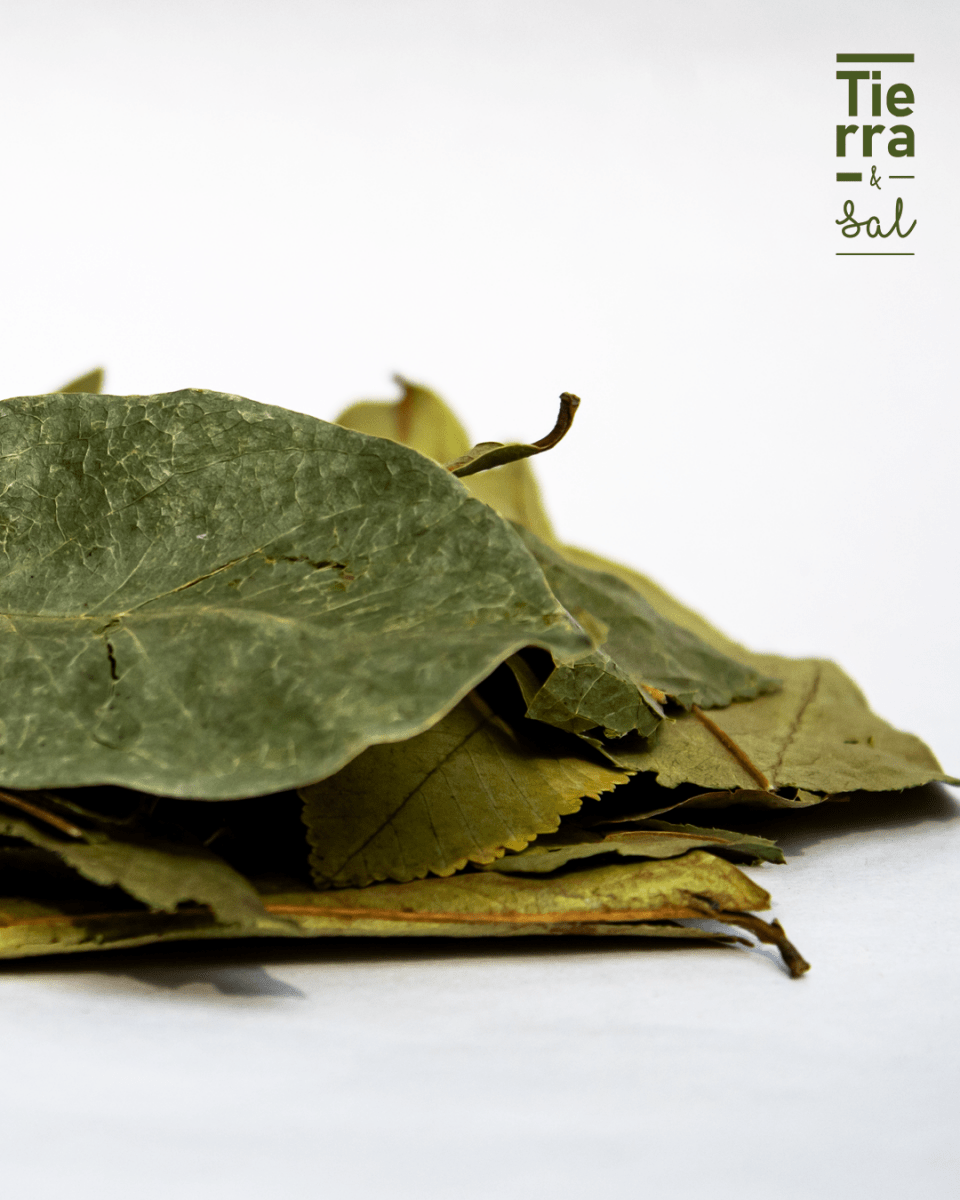 Hoja de Guanabana - Tierra y Sal