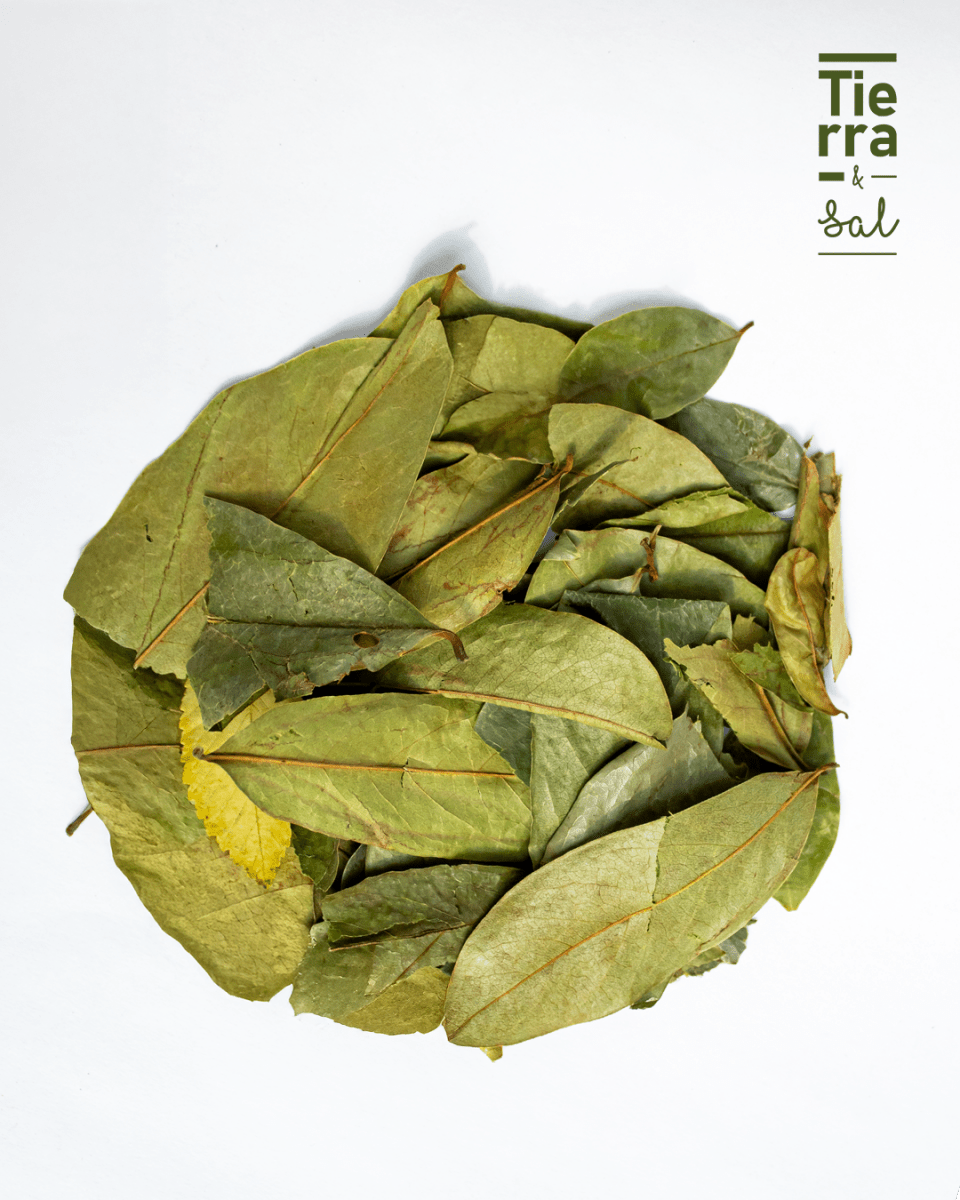 Hoja de Guanabana - Tierra y Sal