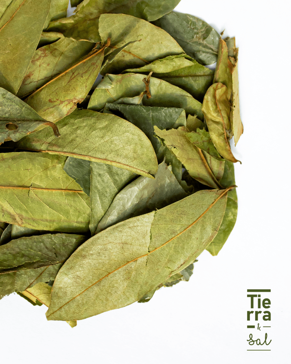 Hoja de Guanabana - Tierra y Sal
