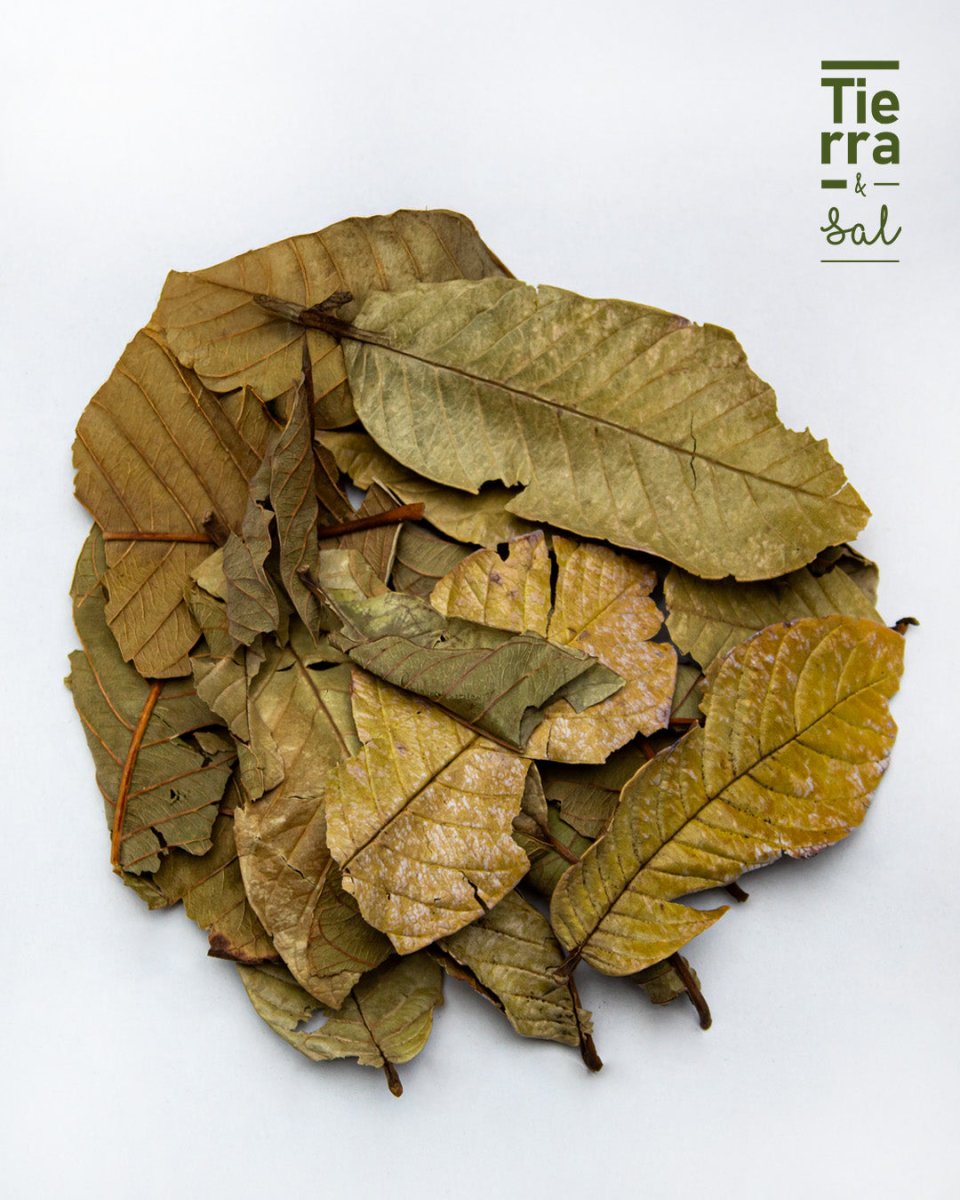 Hoja de Guayabo - Tierra y Sal