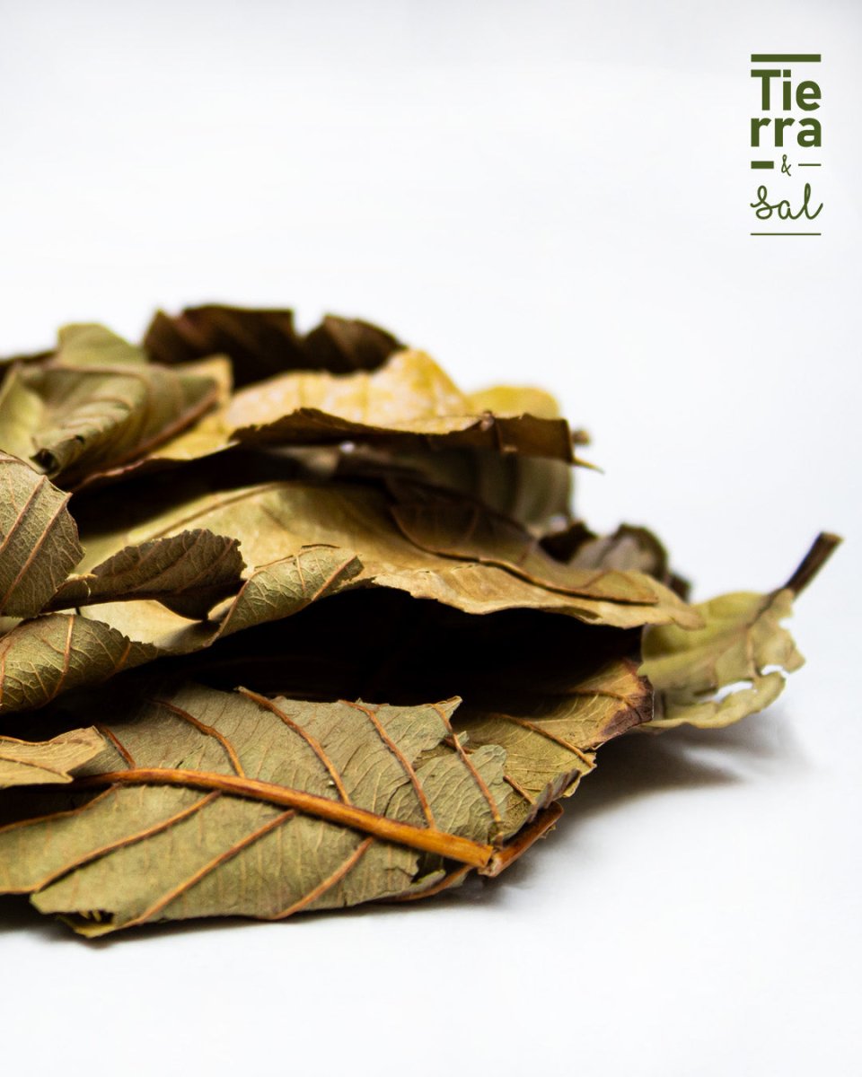 Hoja de Guayabo - Tierra y Sal