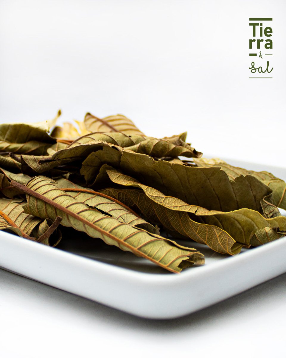 Hoja de Guayabo - Tierra y Sal