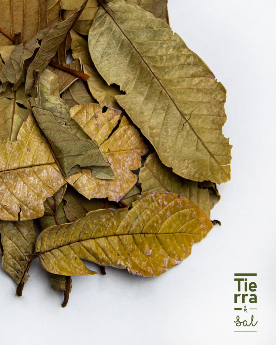 Hoja de Guayabo - Tierra y Sal