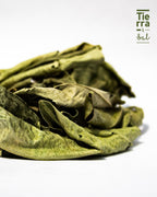 Hoja de Naranjo - Tierra y Sal