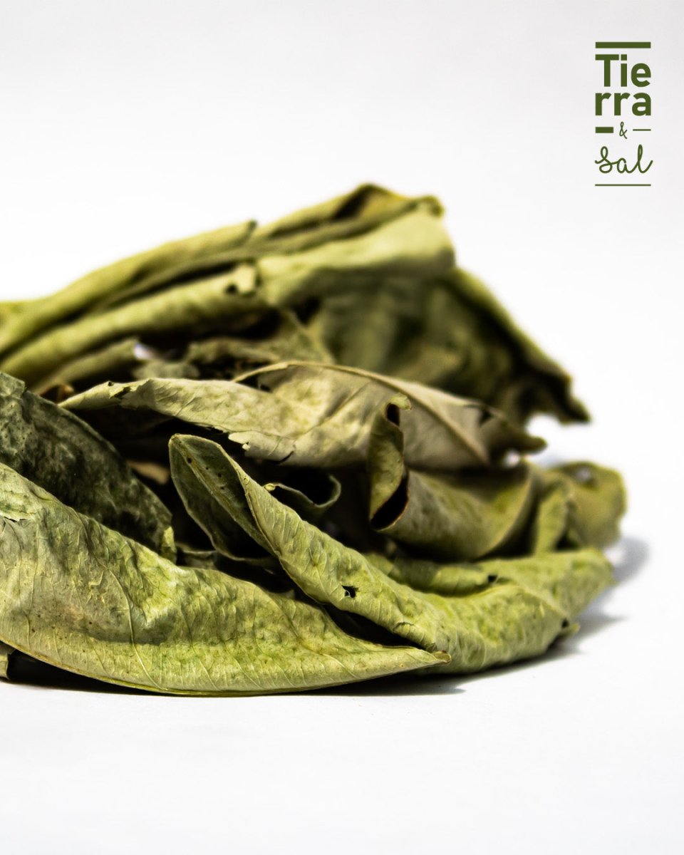 Hoja de Naranjo - Tierra y Sal