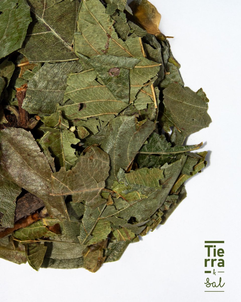 Hoja Nispero - Tierra y Sal
