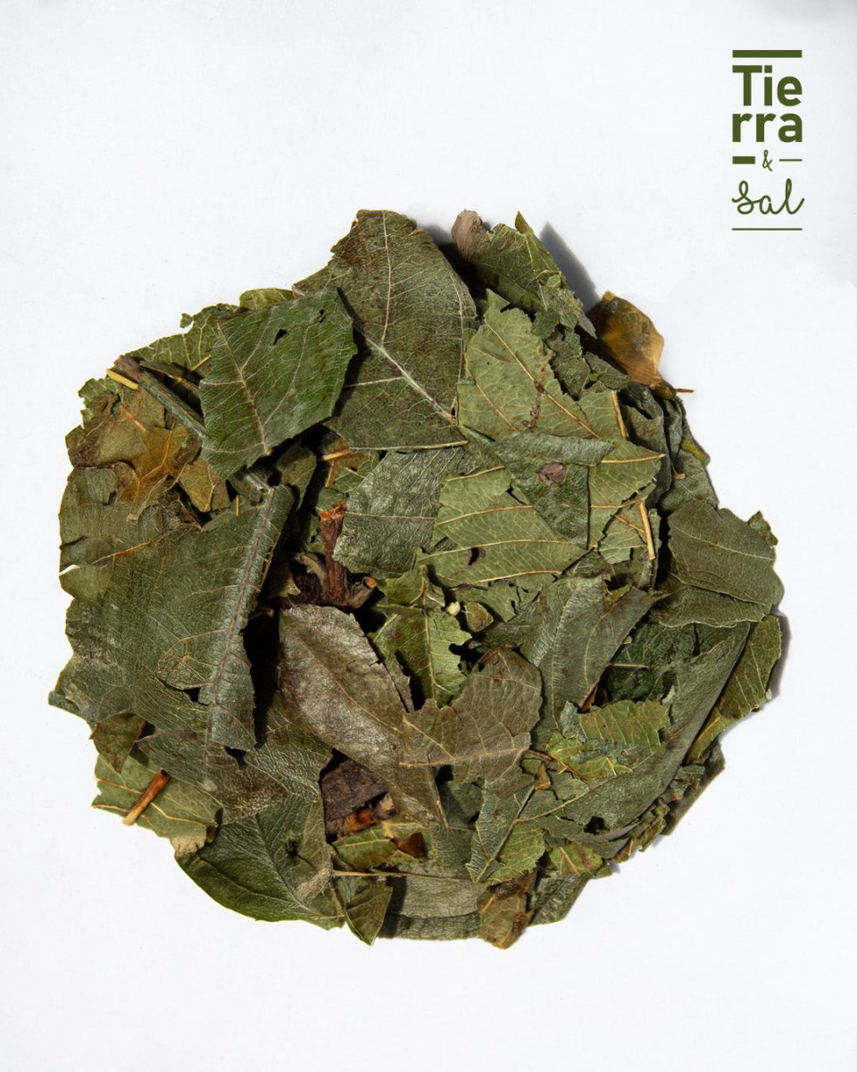Hoja Nispero - Tierra y Sal