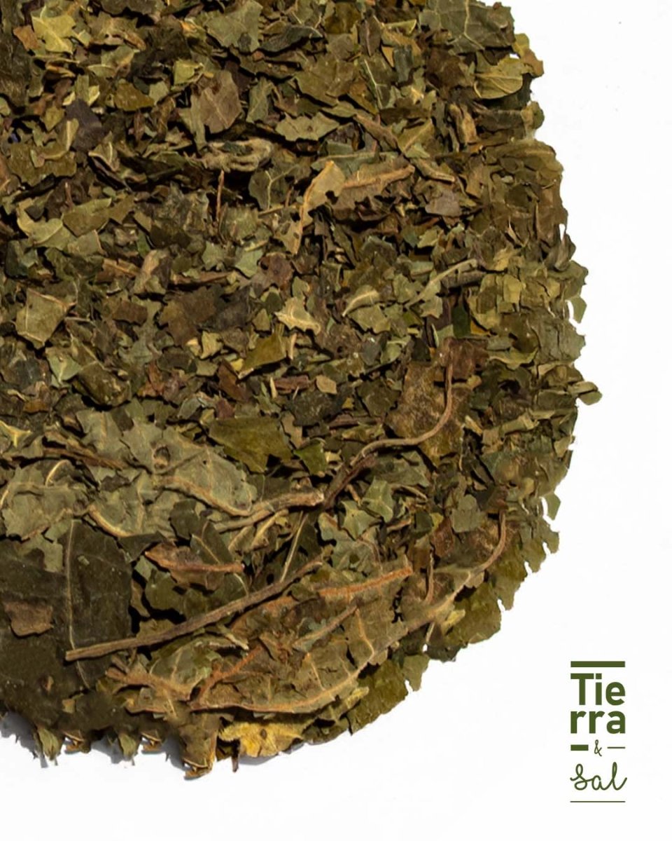Hoja Santa - Tierra y Sal