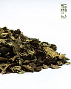 Hoja Santa - Tierra y Sal