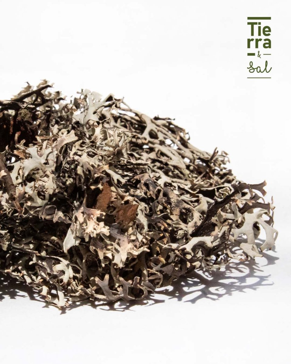 Pulmonaria - Tierra y Sal