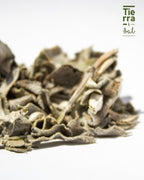 Salvia blanca 2 - Tierra y Sal