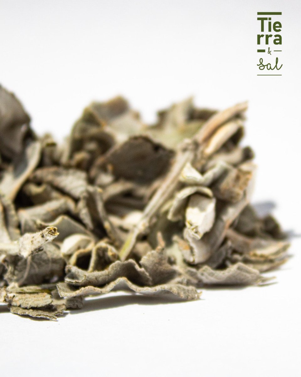 Salvia blanca 2 - Tierra y Sal