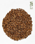 Semilla de Cilantro - Tierra y Sal