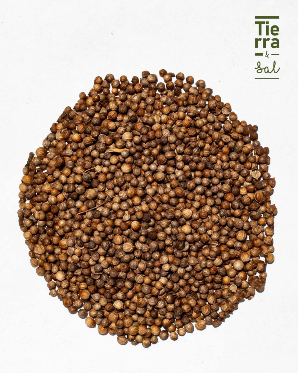 Semilla de Cilantro - Tierra y Sal