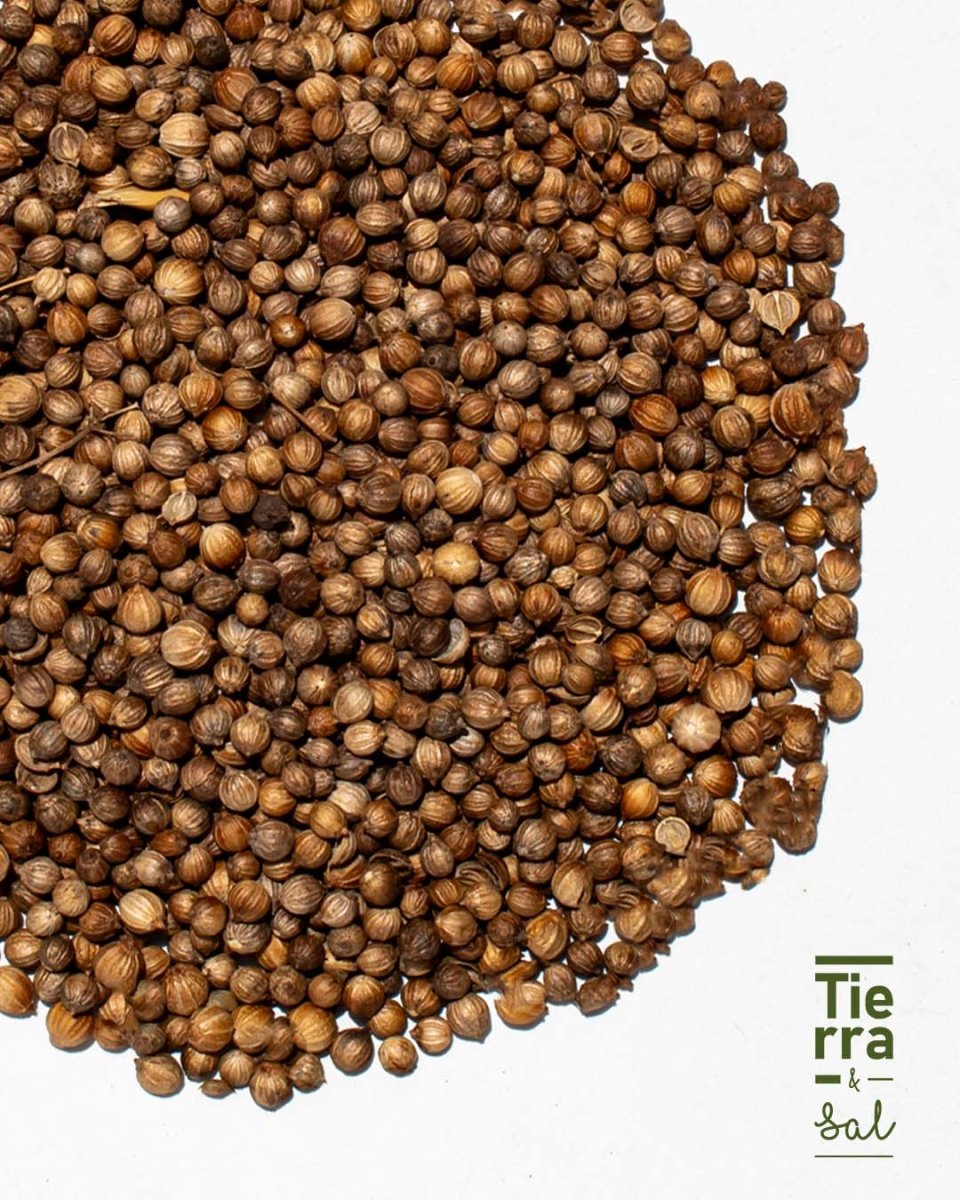Semilla de Cilantro - Tierra y Sal