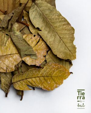 Hoja de Guayabo