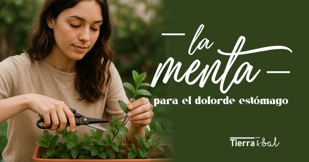Infusión de menta recién preparada con la taza cubierta para aliviar cólicos y gases